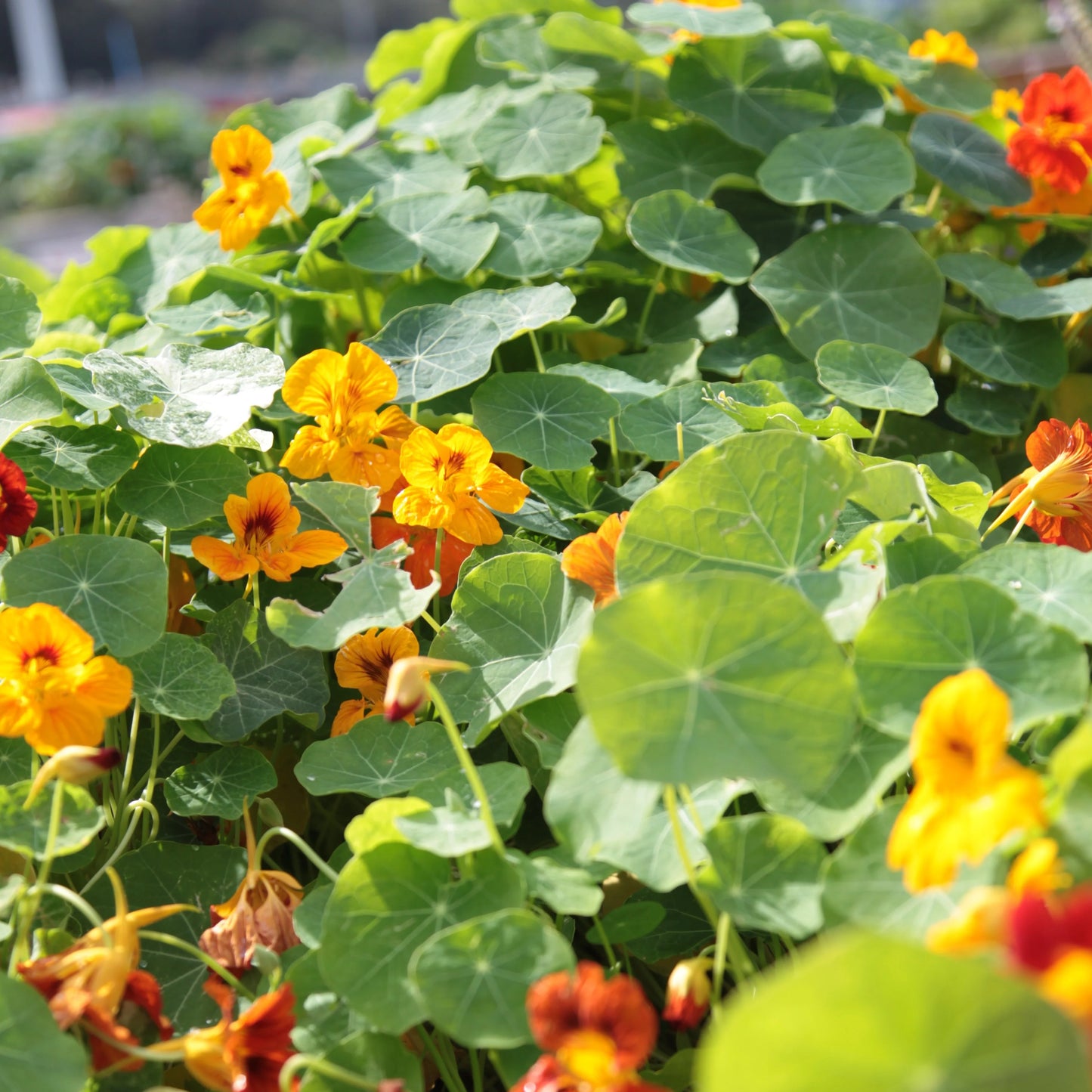Little Veggie Patch Co - Heirloom Seeds - Nasturtium 'Double Jewel'
