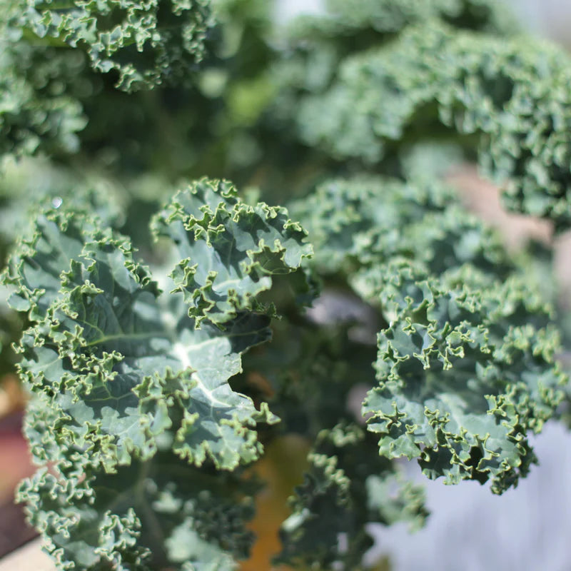 Little Veggie Patch Co - Heirloom Seeds - Kale 'Dwarf Blue'