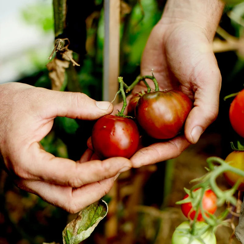 Little Veggie Patch Co - Heirloom Seeds - Tomato 'Black Russian'