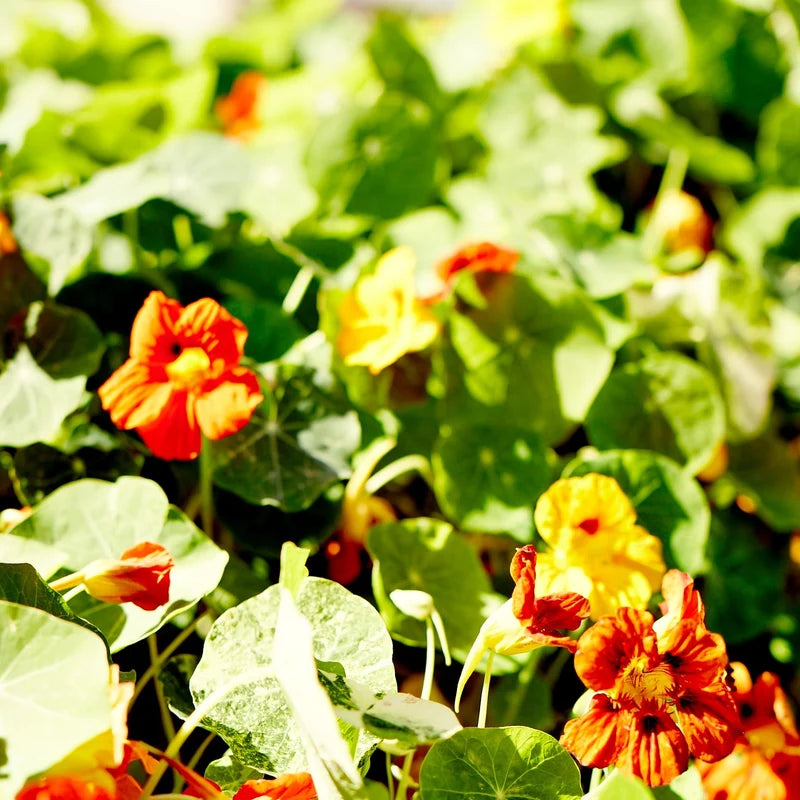 Little Veggie Patch Co - Heirloom Seeds - Nasturtium 'Double Jewel'