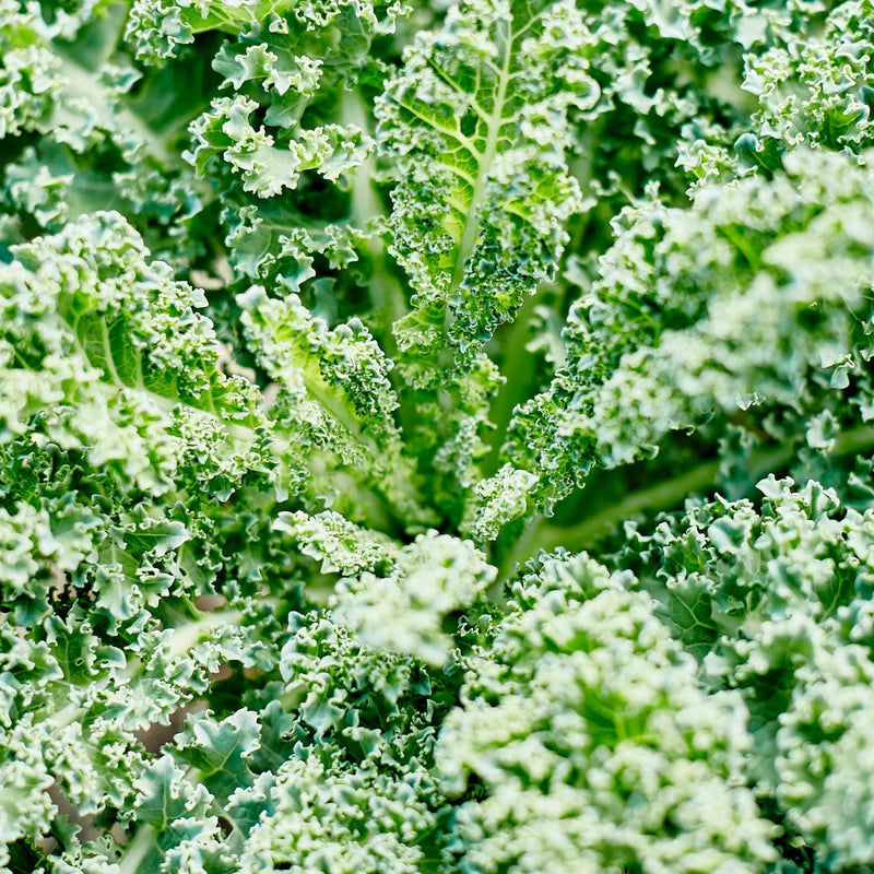 Little Veggie Patch Co - Heirloom Seeds - Kale 'Dwarf Blue'