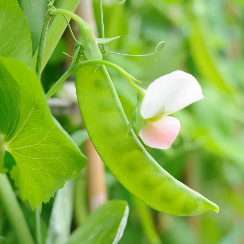 Little Veggie Patch Co - Heirloom Seeds - Snow Pea 'Oregon'