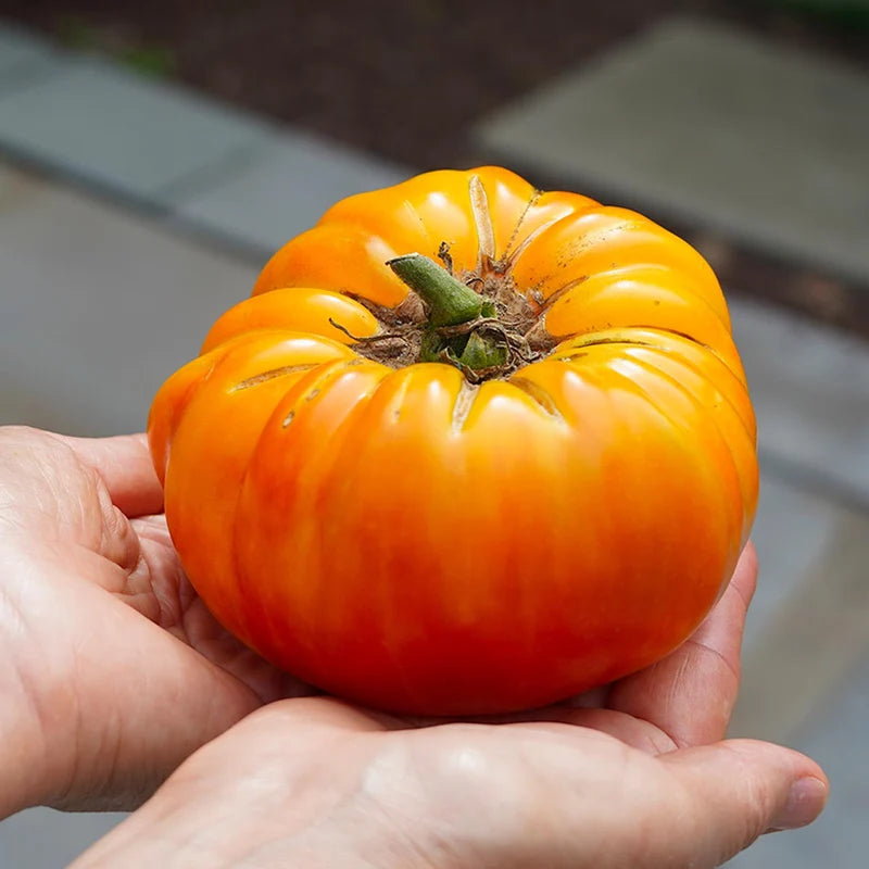 Little Veggie Patch Co - Heirloom Seeds - Tomato 'Pineapple'