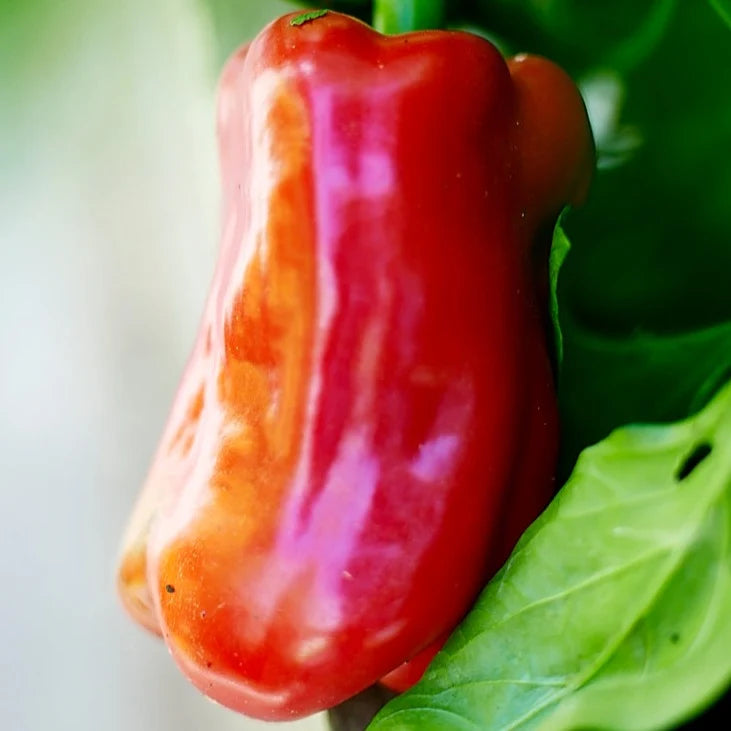Little Veggie Patch Co - Heirloom Seeds - Capsicum 'Wonder Sweet Bell'