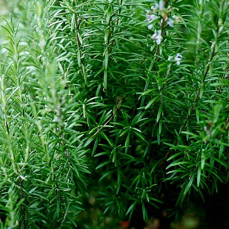 Little Veggie Patch Co - Heirloom Seeds - Rosemary 'Rosy'