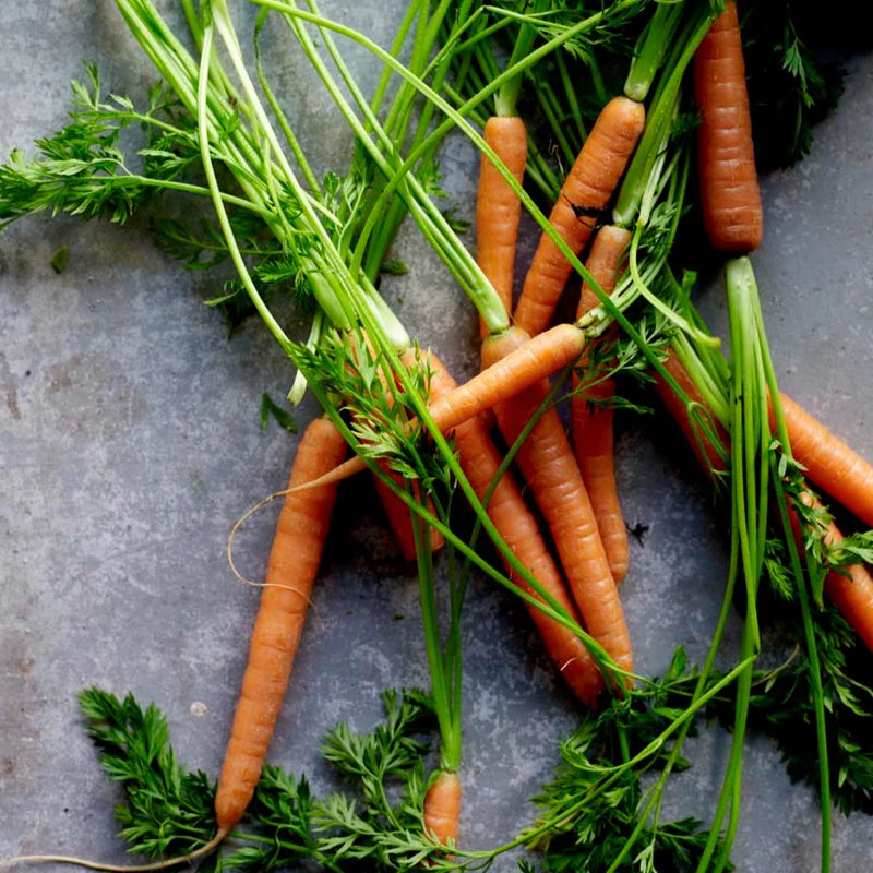Little Veggie Patch Co - Heirloom Seeds - Carrot 'Baby Amsterdam'