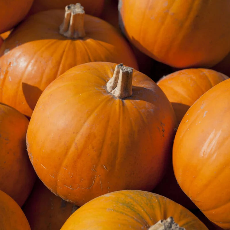 Little Veggie Patch Co - Heirloom Seeds - Pumpkin 'Small Sugar'