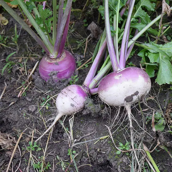 Little Veggie Patch Co - Heirloom Seeds - Turnip 'Purple Top'