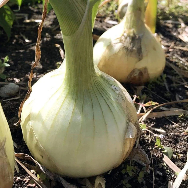 Little Veggie Patch Co - Heirloom Seeds - Onions 'Gladalan White'