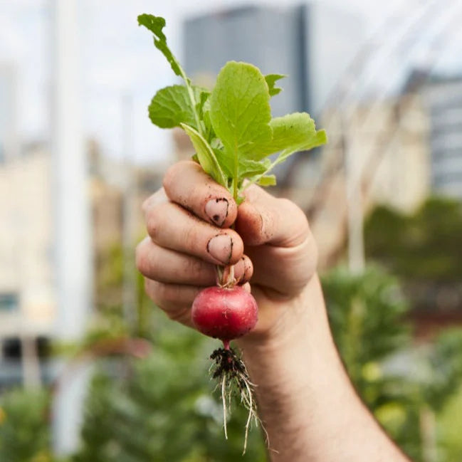 Little Veggie Patch Co - Heirloom Seeds - Radish 'Cherry Belle'