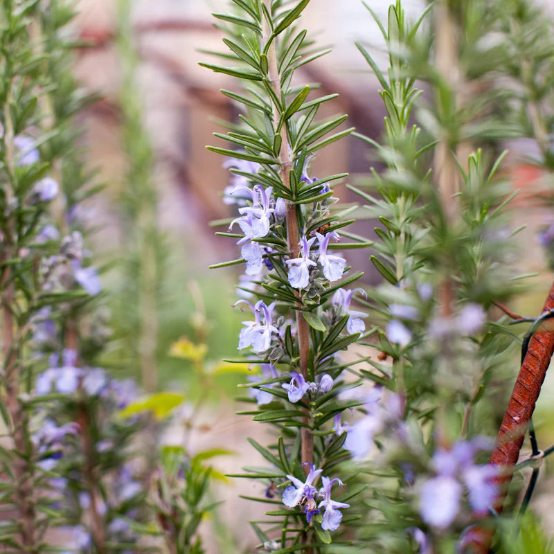 Little Veggie Patch Co - Heirloom Seeds - Rosemary 'Rosy'