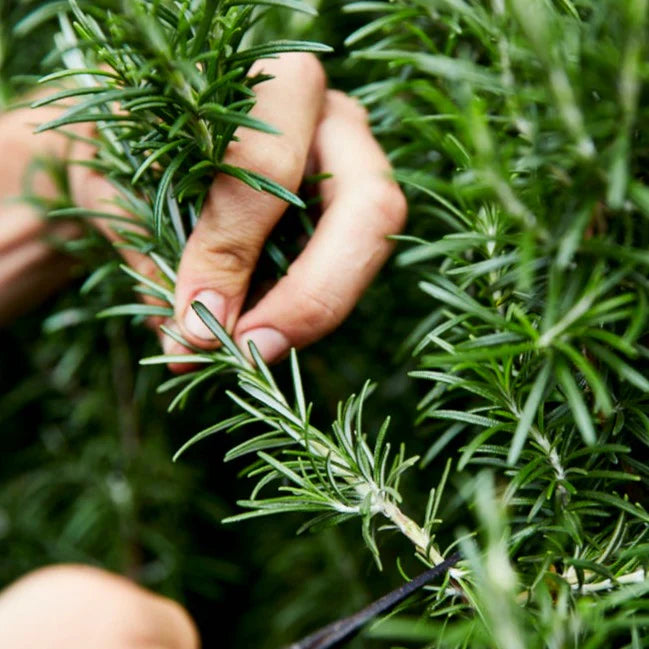 Little Veggie Patch Co - Heirloom Seeds - Rosemary 'Rosy'