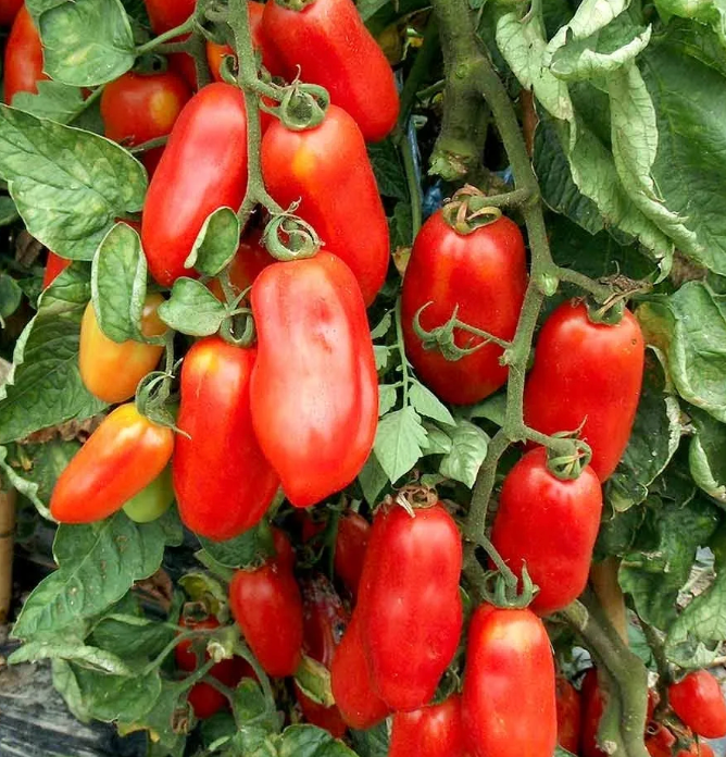 Little Veggie Patch Co - Heirloom Seeds - Tomato 'San Marzano'