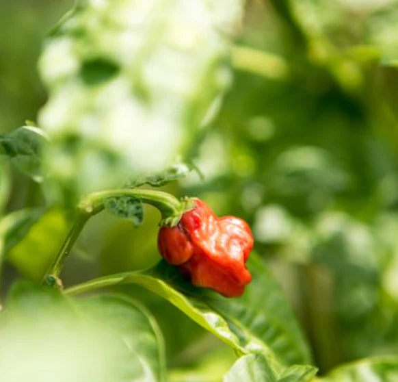 Little Veggie Patch Co - Heirloom Seeds - Chilli 'Habanero Mixed'
