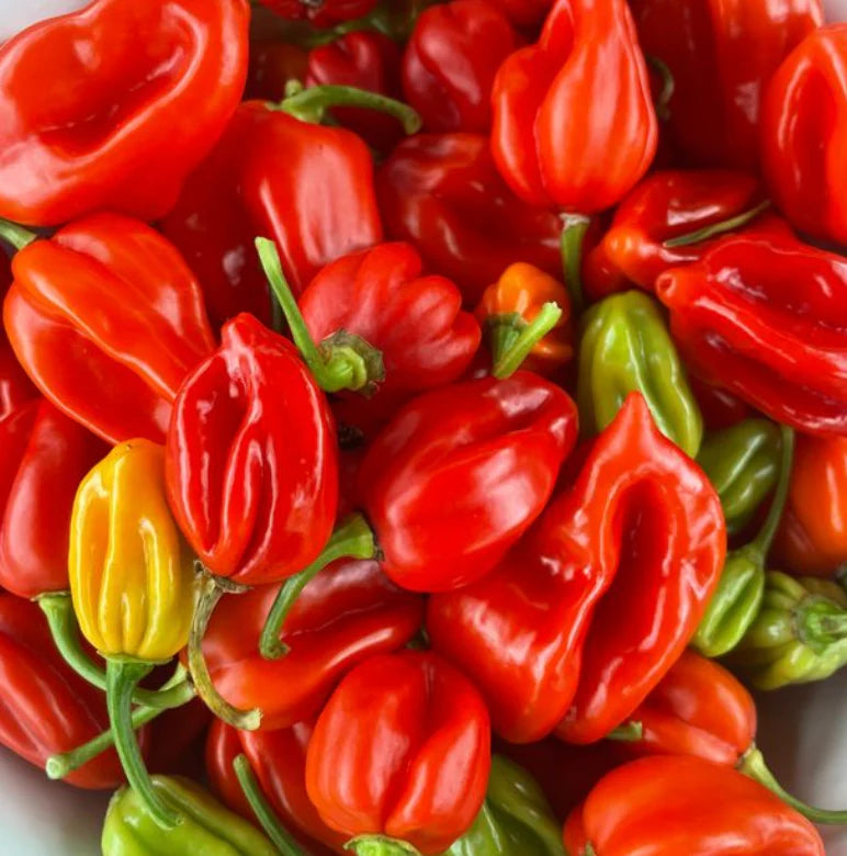Little Veggie Patch Co - Heirloom Seeds - Chilli 'Habanero Mixed'