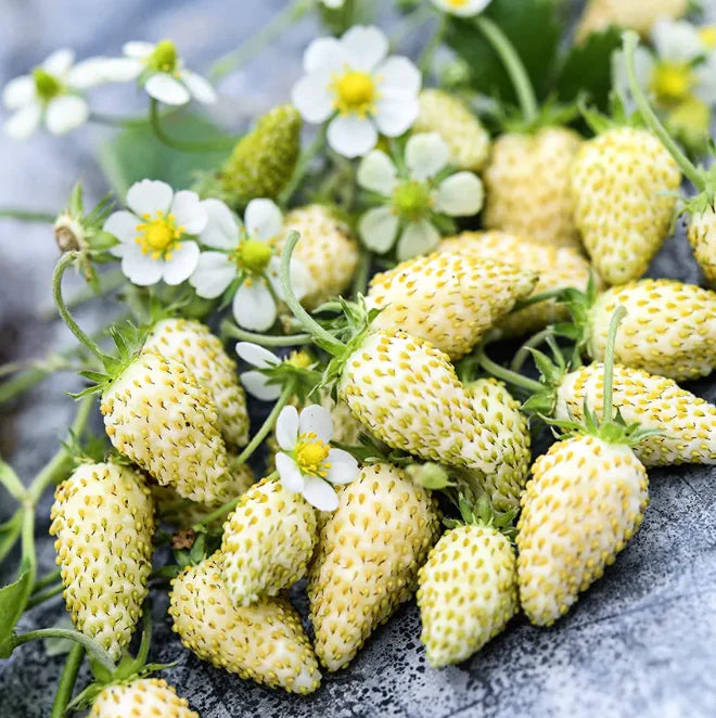 Little Veggie Patch Co - Heirloom Seeds - Strawberry 'White Soul'