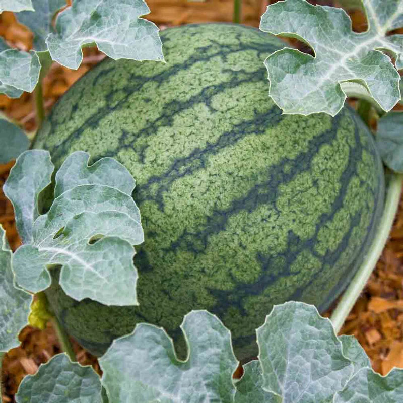 Little Veggie Patch Co - Heirloom Seeds - Watermelon 'Bush Sugar Baby'