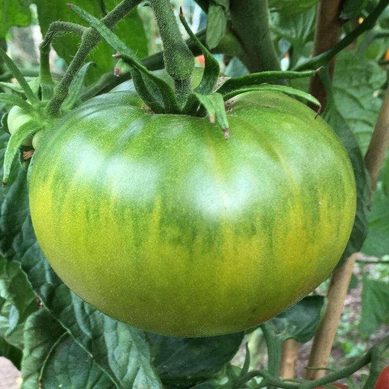 Little Veggie Patch Co - Heirloom Seeds - Tomato 'Aunt Ruby's Green'