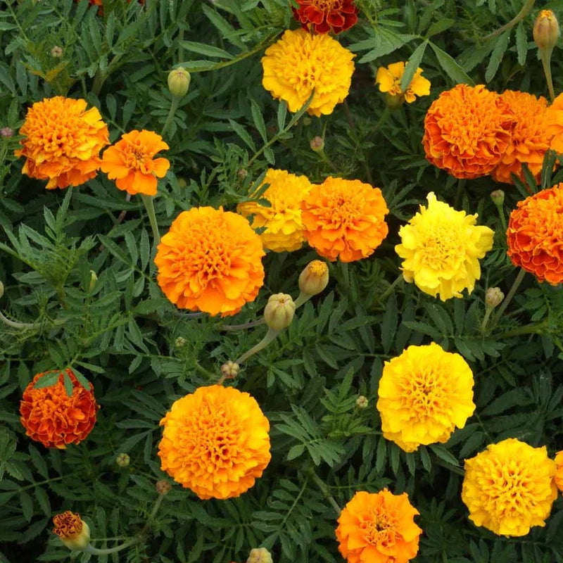 Little Veggie Patch Co - Heirloom Seeds - Marigold 'Petite Series Mixed'