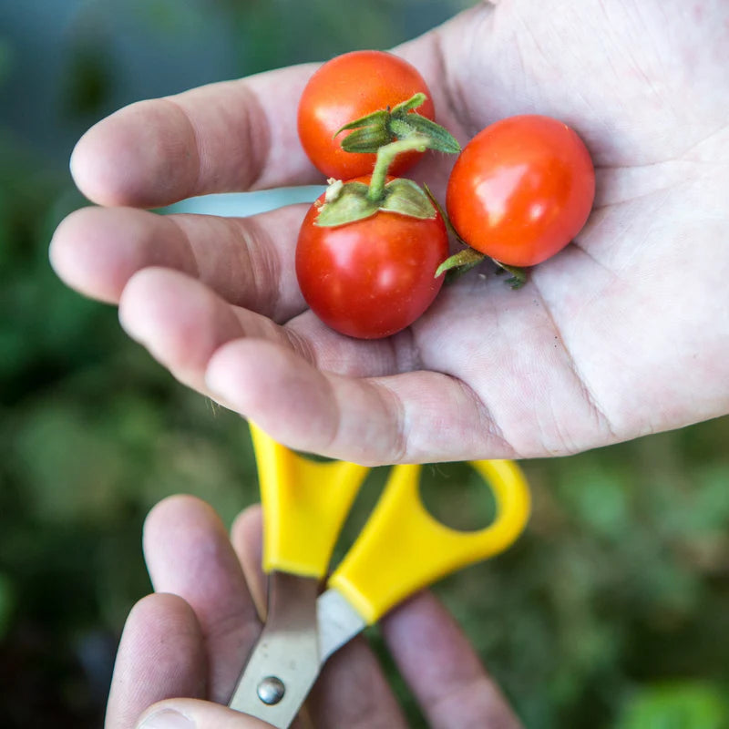Little Veggie Patch Co - Heirloom Seeds - Tomato 'Tommy Toe'