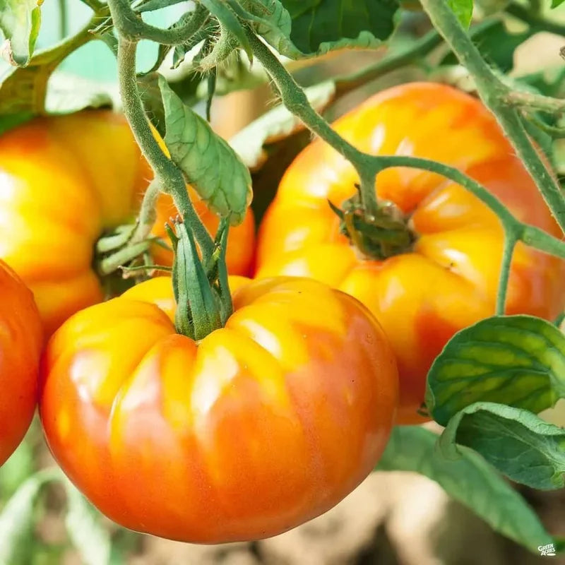 Little Veggie Patch Co - Heirloom Seeds - Tomato 'Pineapple'