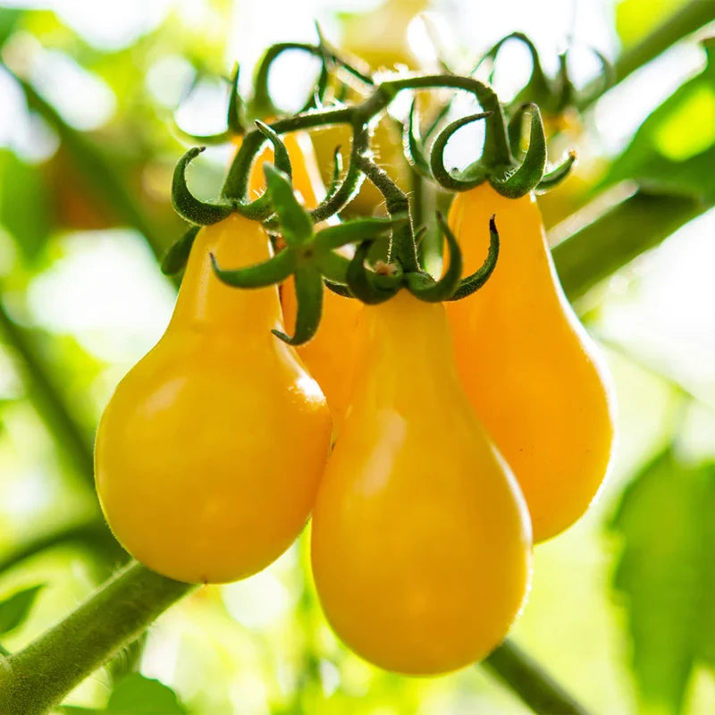 Little Veggie Patch Co - Heirloom Seeds - Tomato 'Yellow Pear'
