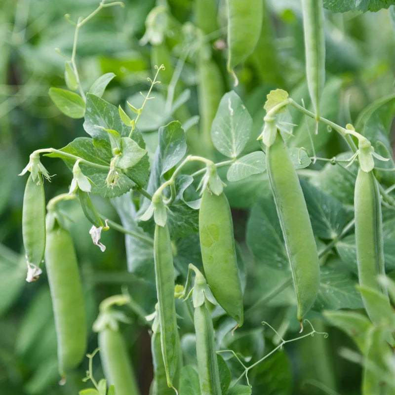Little Veggie Patch Co - Heirloom Seeds - Pea 'Snap Sugar Bon'