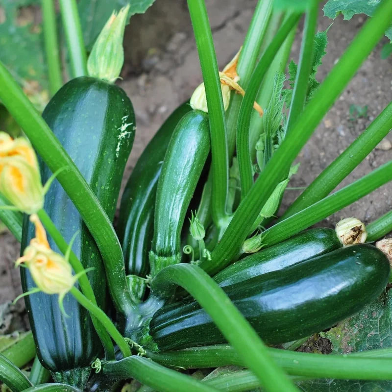 Little Veggie Patch Co - Heirloom Seeds - Zucchini 'Black Beauty'