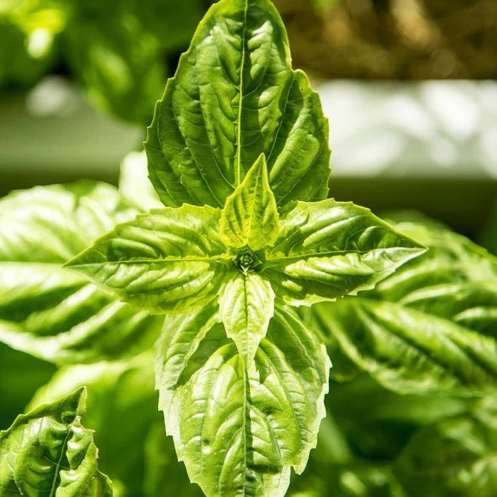 Little Veggie Patch Co - Heirloom Seeds - Basil 'Large, Sweet Genova'