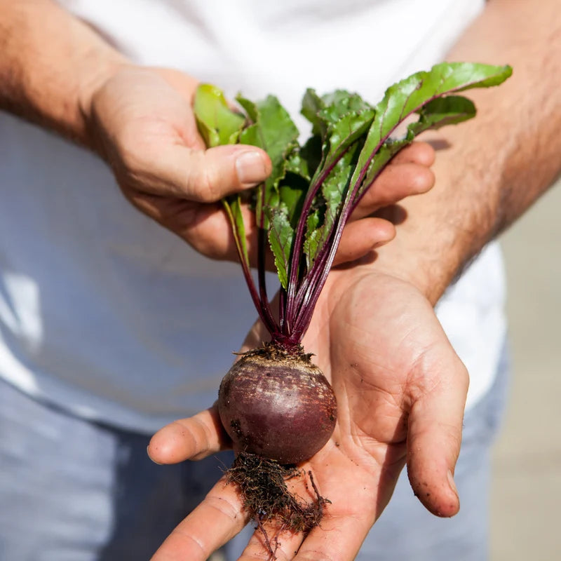 Little Veggie Patch Co - Heirloom Seeds - Beetroot 'Detroit'