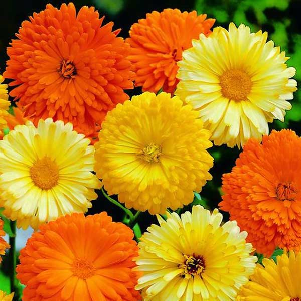 Little Veggie Patch Co - Heirloom Seeds - Calendula 'Princess Mix'