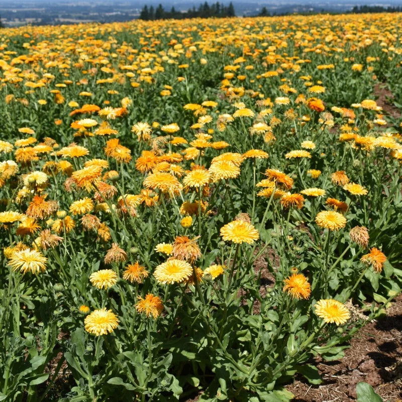 Little Veggie Patch Co - Heirloom Seeds - Calendula 'Princess Mix'