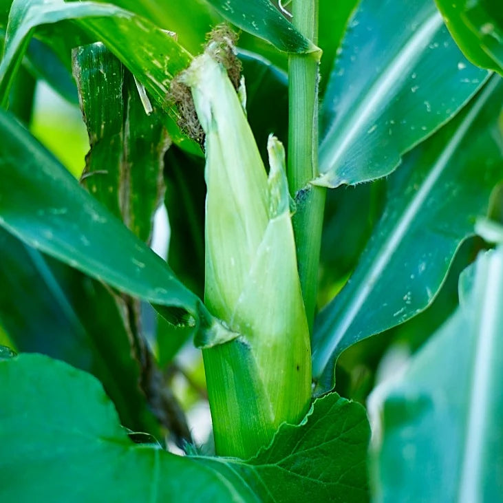 Little Veggie Patch Co - Heirloom Seeds - Corn 'Sweet'