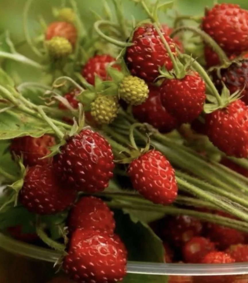 Little Veggie Patch Co - Heirloom Seeds - Strawberry 'Ali Baba'