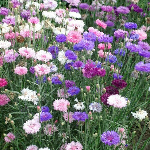 Little Veggie Patch Co - Heirloom Seeds - Cornflower 'Polka Dot'