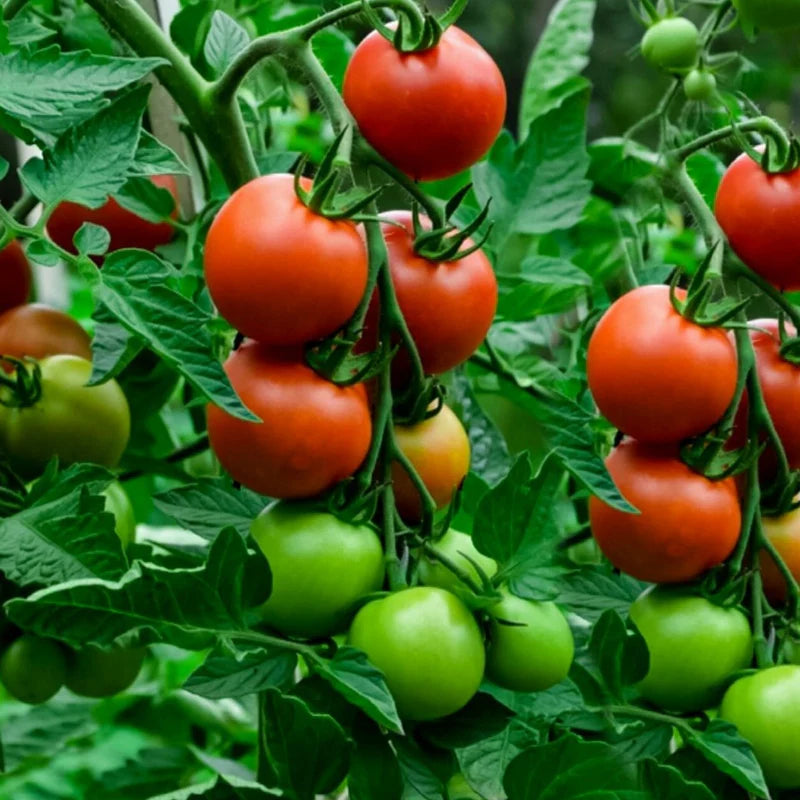 Little Veggie Patch Co - Heirloom Seeds - Tomato 'Daydream'