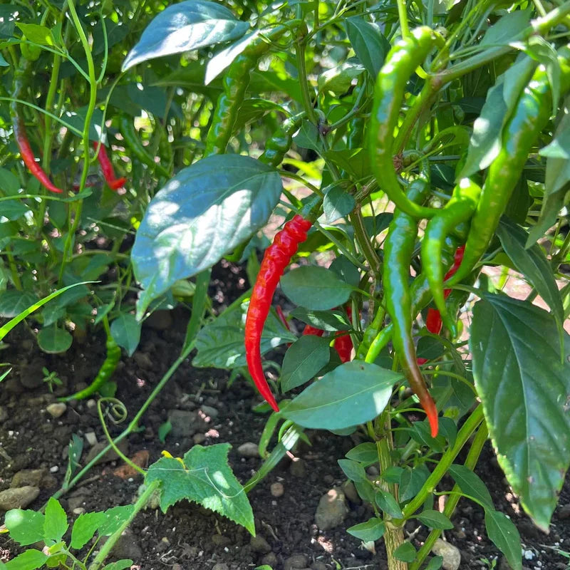 Little Veggie Patch Co - Heirloom Seeds - Chilli 'Cayenne'