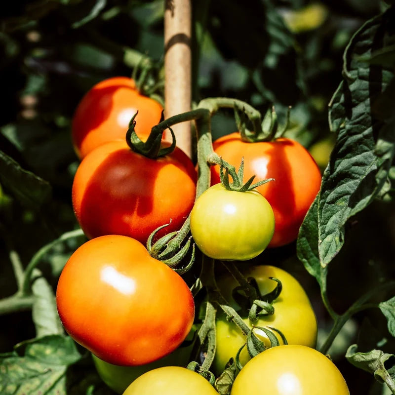Little Veggie Patch Co - Heirloom Seeds - Tomato 'Burnley Surecrop'