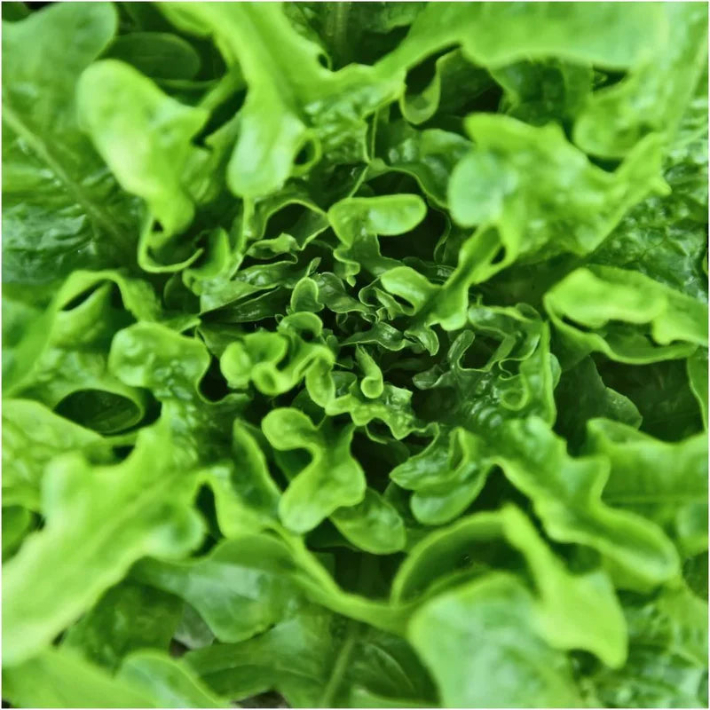 Little Veggie Patch Co - Heirloom Seeds - Lettuce 'Oakleaf'