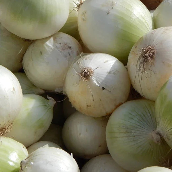 Little Veggie Patch Co - Heirloom Seeds - Onions 'Gladalan White'