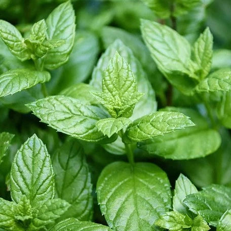 Littlle Veggie Patch Co - Heirloom Seeds - Mint 'Peppermint'