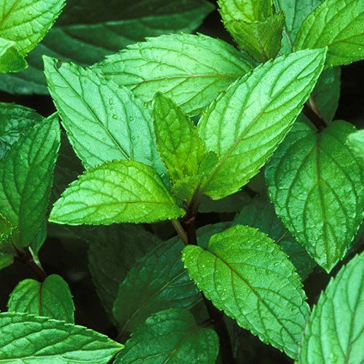 Littlle Veggie Patch Co - Heirloom Seeds - Mint 'Peppermint'