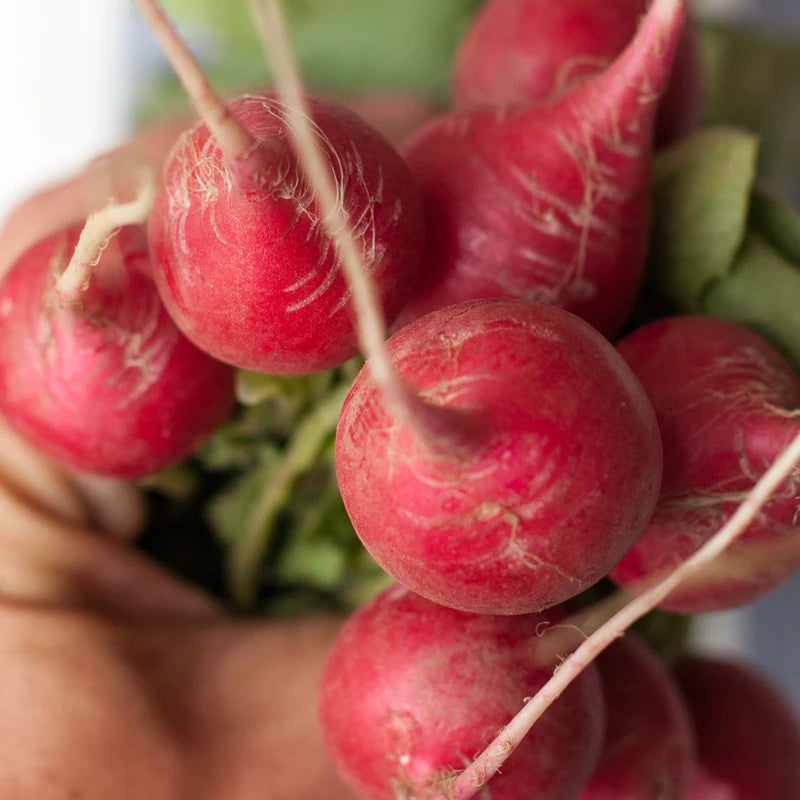 Little Veggie Patch Co - Heirloom Seeds - Radish 'Cherry Belle'