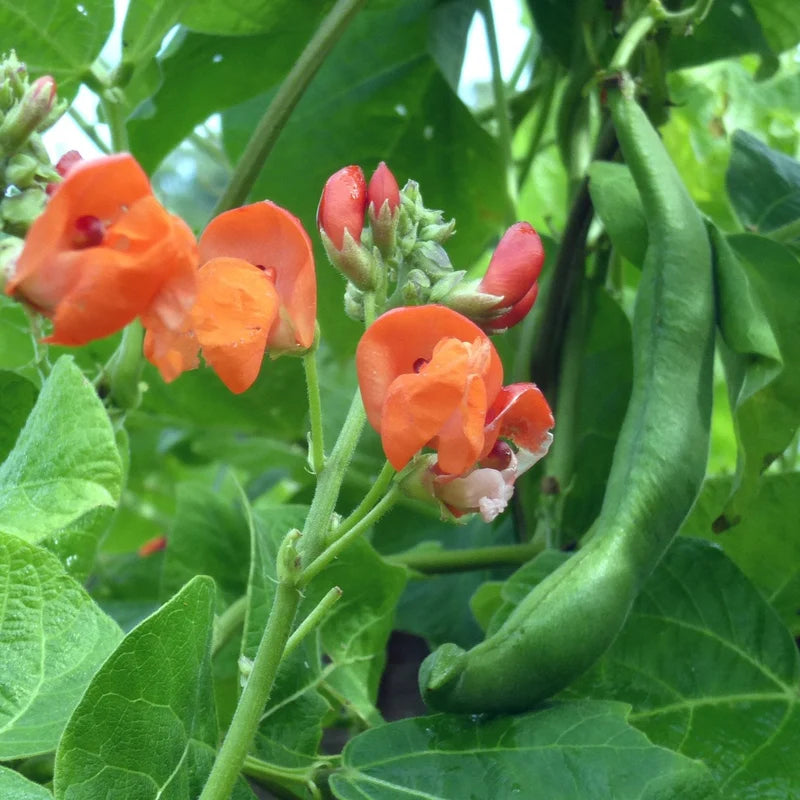 Little Veggie Patch Co - Heirloom Seeds - Beans Climbing 'Scarlett Runner'
