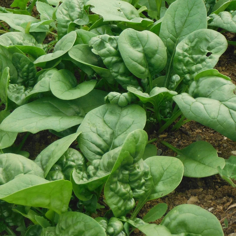 Little Veggie Patch Co - Heirloom Seeds - Spinach 'Bloomsdale'