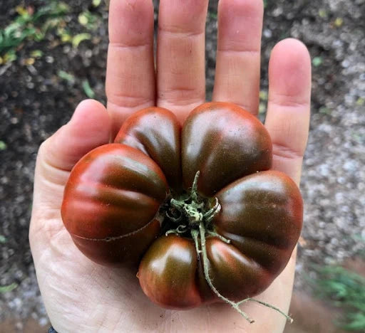 Little Veggie Patch Co - Heirloom Seeds - Tomato 'Black Russian'