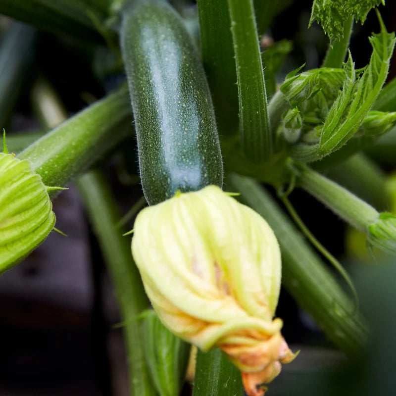Little Veggie Patch Co - Heirloom Seeds - Zucchini 'Black Beauty'