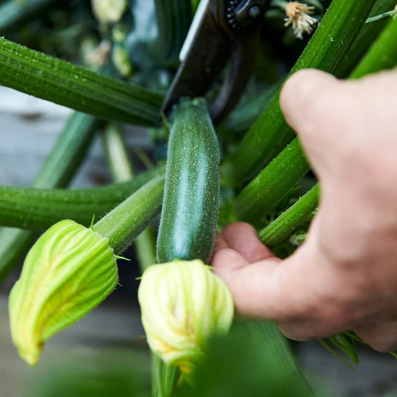 Little Veggie Patch Co - Heirloom Seeds - Zucchini 'Black Beauty'